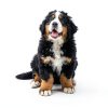 Wee Wee Pads Dog Training Pads by Central Garden Pet-7