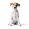 OUT Dog Pee Pad Holder Tray Leak Proof Puppy Training-2