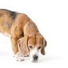 Wee Wee Pads Dog Training Pads by Central Garden Pet-4
