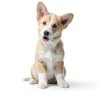 OUT Dog Pee Pad Holder Tray Leak Proof Puppy Training-3